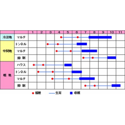 画像2: [とうもろこし]　　まるかじり　200粒　渡辺農事一代交配