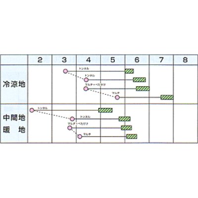 画像2: [大根]　美春　コート 5000粒　カネコ種苗