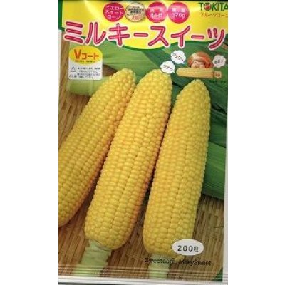 画像1: 送料無料　[とうもろこし]　ミルキースイーツ　200粒　トキタ種苗(株)