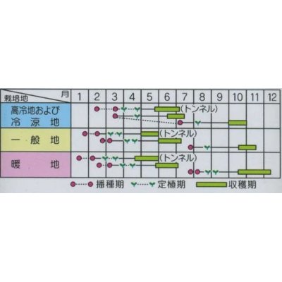 画像2: [キャベツ]　みさき　約75粒　サカタ交配　　実咲