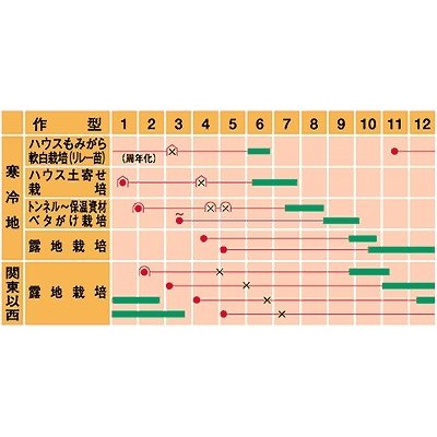 画像2: [ねぎ]　元蔵　20ml　武蔵野種苗園