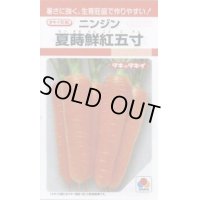 [人参]　夏蒔鮮紅五寸　2ｄｌ　タキイ種苗