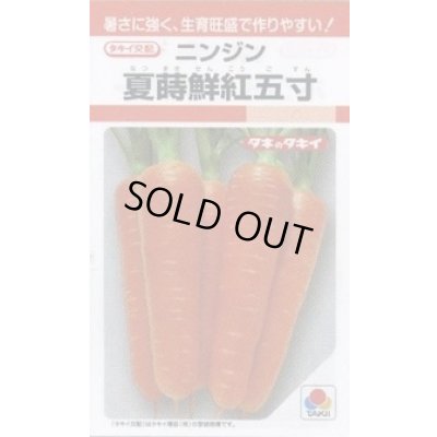 画像1: 送料無料　[人参]　夏蒔鮮紅五寸　8ml　タキイ種苗　RF