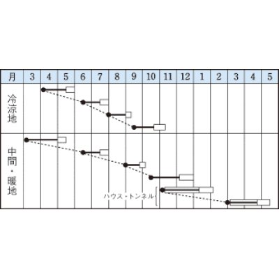 画像2: [葉物]　べんり菜　20ｍｌ　タキイ種苗（株）