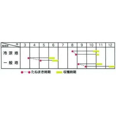 画像2: 送料無料　野沢菜　4.5ml　タキイ種苗　MF