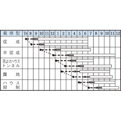 画像2: [ピーマン]　ニューエース　60粒　タキイ種苗（株）　DF　