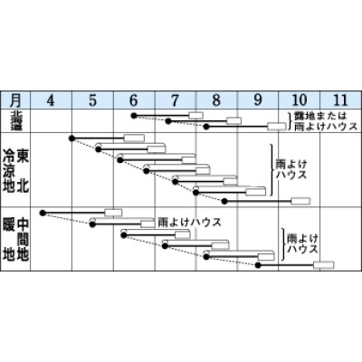 画像3: [ほうれんそう]　おかめ　１ｄｌ