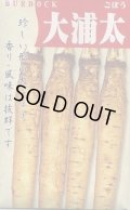 送料無料　[牛蒡]　大浦太　1dl（2025年10％増量）　丸種（株）