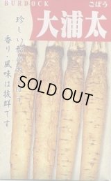 送料無料　[牛蒡]　大浦太　1dl（2025年10％増量）　丸種（株）