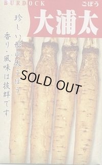 送料無料　[牛蒡]　大浦太　1dl（2025年10％増量）　丸種（株）