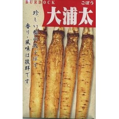 画像1: [牛蒡]　送料無料！　大浦太　1L　渡辺農事