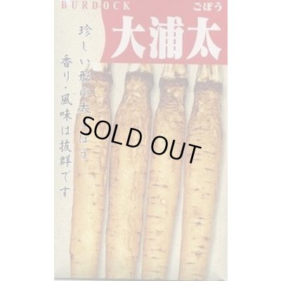 画像1: 送料無料　[牛蒡]　大浦太　1dl（2025年10％増量）　丸種（株）
