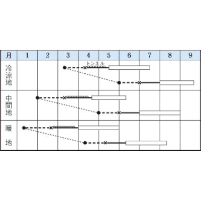 画像2: [ズッキーニ]　　オーラム　100粒　タキイ一代交配　