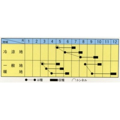 画像2: [大根]　おてごろ大根2号　20ｍｌ　トキタ種苗（株）