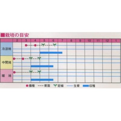 画像2: [アスパラガス]　パープルタワー　10粒　　渡辺農事（株）