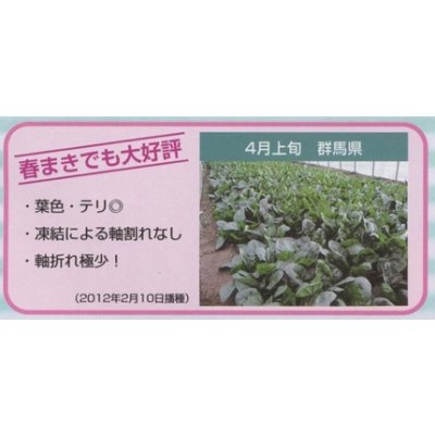 画像4: [ほうれんそう]　プログレス　種子サイズ：M　3万粒　（株）サカタのタネ