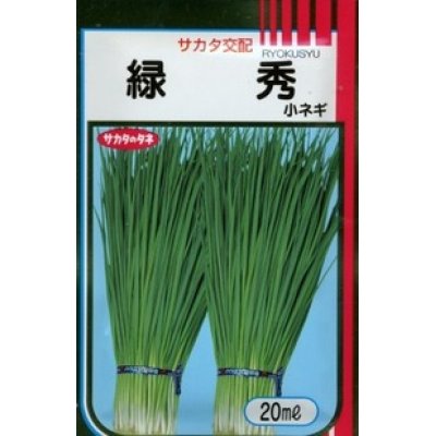 画像1: [ねぎ]　緑秀　（小ねぎ）　20ml　サカタのタネ（株）