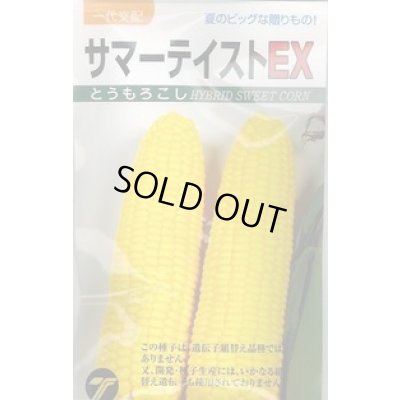 画像1: 送料無料　[とうもろこし]　サマーテイストＥＸ　200粒　(株)タカヤマシード