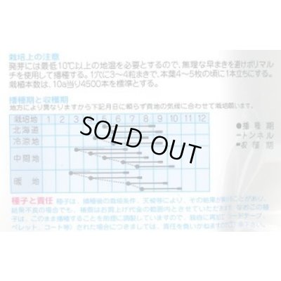画像2: 送料無料　[とうもろこし]　サマーテイストＥＸ　200粒　(株)タカヤマシード