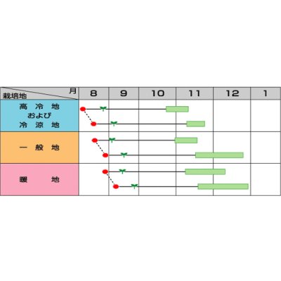 画像3: 白菜　耐病黄芯やわらか甘い70日(さとぶき613)　約130粒　(株)サカタのタネ　実咲450（002933）
