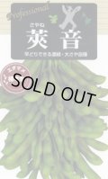 送料無料　[枝豆]　莢音　70ml(およそ150粒)　雪印種苗(株)