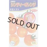 [トマト/中玉トマト]　シンディーオレンジ　1000粒　(株)サカタのタネ