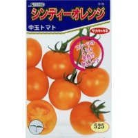 送料無料！[トマト/中玉トマト]　シンディーオレンジ　1000粒　　サカタのタネ（株）