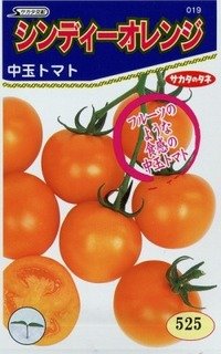 送料無料！[トマト/中玉トマト]　シンディーオレンジ　1000粒　　サカタのタネ（株）