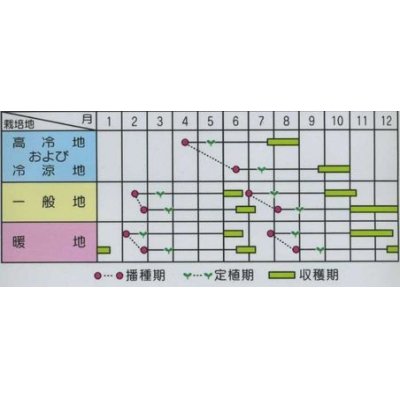 画像4: [キャベツ]　新藍　2000粒　サカタ交配　