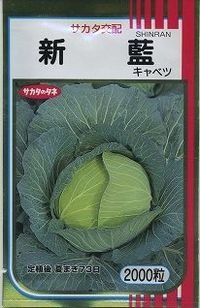 送料無料　[キャベツ]　新藍　2000粒　（株）サカタのタネ