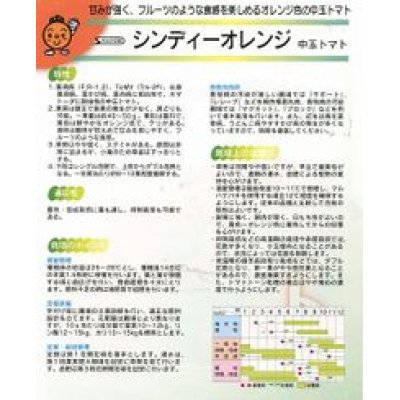 画像2: 送料無料！[トマト/中玉トマト]　シンディーオレンジ　1000粒　　サカタのタネ（株）