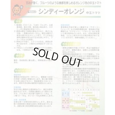 画像2: [トマト/中玉トマト]　シンディーオレンジ　1000粒　(株)サカタのタネ