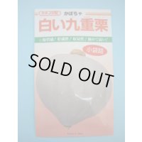 送料無料　[かぼちゃ]　白い九重栗　9粒　カネコ交配