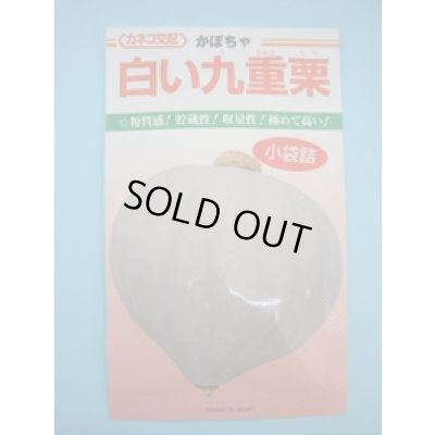 画像1: 送料無料　[かぼちゃ]　白い九重栗　9粒　カネコ交配