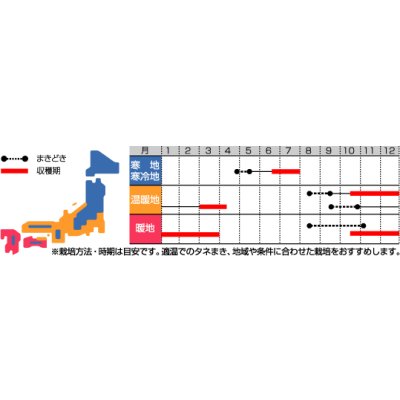 画像3: 送料無料　[葉物]　はなな　早陽一号　20ml　（株）サカタのタネ