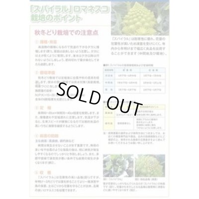 画像3: 送料無料　[カリフラワー]　スパイラル　1000粒（コートしてません。）　渡辺農事（株）
