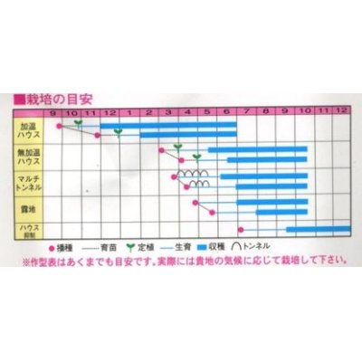 画像2: [オクラ]　スターエンゼル　50粒　渡辺交配