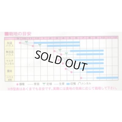 画像2: 送料無料　[オクラ]　スターエンゼル　1000粒　渡辺農事（株）