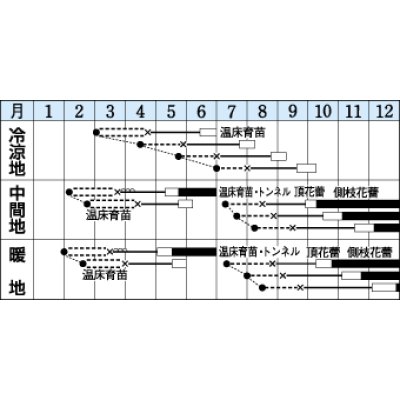 画像2: 送料無料　[ブロッコリー]　シャスター　1.3ml　タキイ種苗(株)　DF