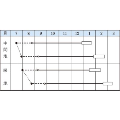 画像2: 送料無料　[カリフラワー]　スノードレス　1.2ml　タキイ種苗(株)　DF