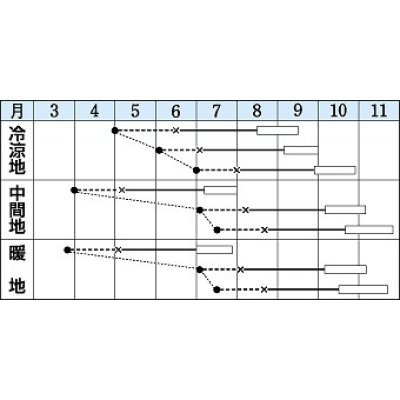 画像2: 送料無料　[キャベツ]　初秋　1.8ml(約200粒)　タキイ種苗(株)　DF