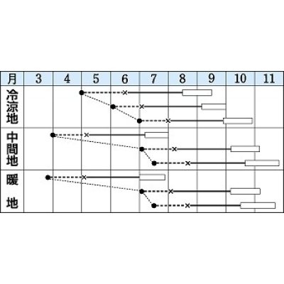 画像2: [キャベツ]　初秋　150粒 ペレット種子　タキイ種苗（株）