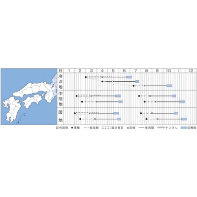 画像2: [ブロッコリー]　トップギア　1.1ｍｌ 貴種（コートしてません）　タキイ種苗（株）　DF　