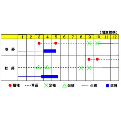 画像2: [ねぎ]　東京晩生　20ｍｌ　渡辺農事（株）