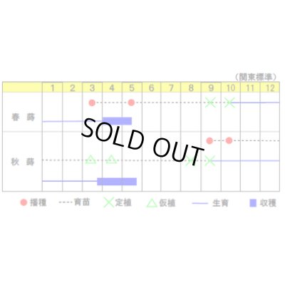 画像2: 送料無料　[ねぎ]　東京晩生　20ml　渡辺農事(株)