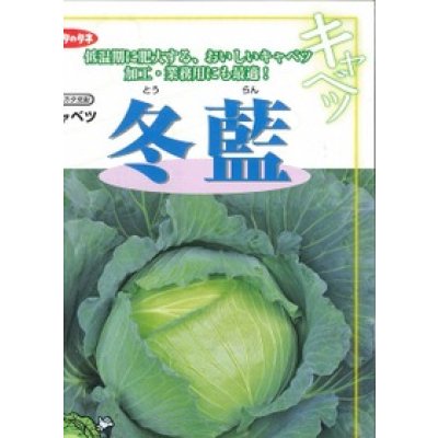 画像3: 送料無料　[キャベツ]　冬藍　　(株)サカタのタネ　実咲450（002918）