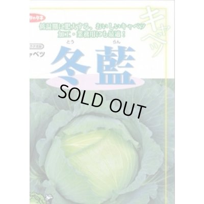 画像3: 送料無料　[キャベツ]　冬藍　2000粒　（株）サカタのタネ