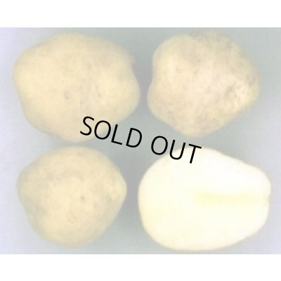 画像3: [いも類/じゃがいも]　とうや