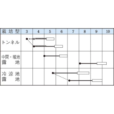 画像2: [いんげん]　つるなし　モロッコ　50ml　タキイ種苗　GF　