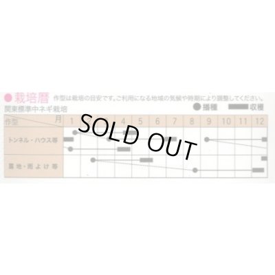 画像2: 送料無料　[ねぎ]　ちゃんこ葱2　20ml　トキタ種苗(株)